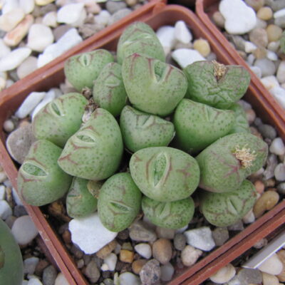 Conophytum bicarinatum