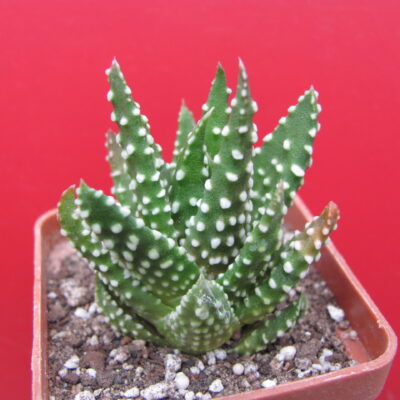 Haworthia  pumila