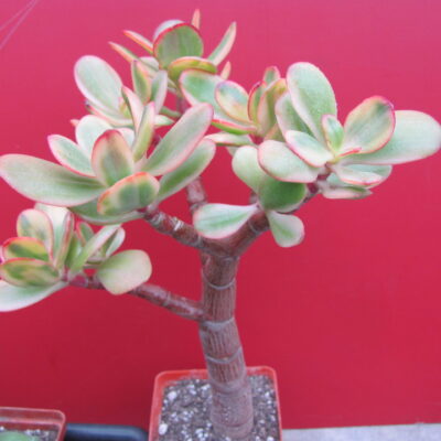 Crassula  Hummels Sunset variegata