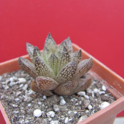 Haworthia  reticulata   Dublin