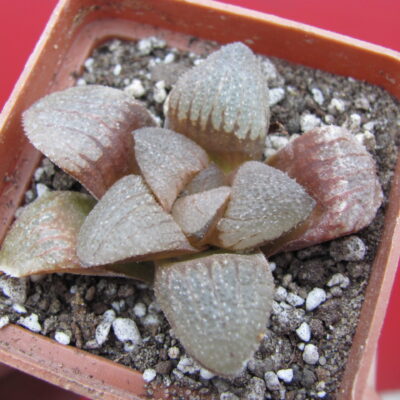 Haworthia  emelyae  hybr.