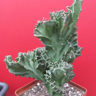 Euphorbia lactea variegata