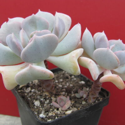 Echeveria  Cubic Frost