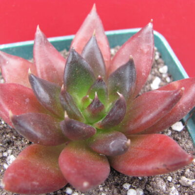 Echeveria Black Prince