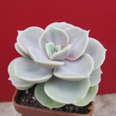 Echeveria   Blue  Surprise