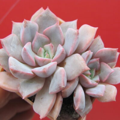 Echeveria hybr.   #29