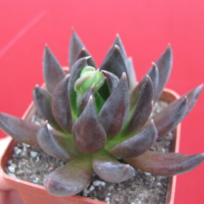 Echeveria Black Knight
