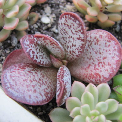 Adromischus  triginus