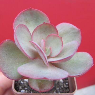 Echeveria suyon