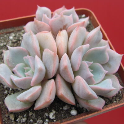 Echeveria   hybr.   #29
