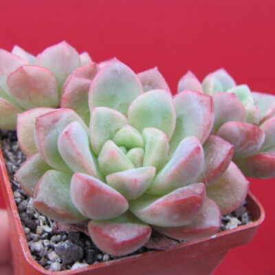 Echeveria  hybr.        ( hybrid Lipskiy )