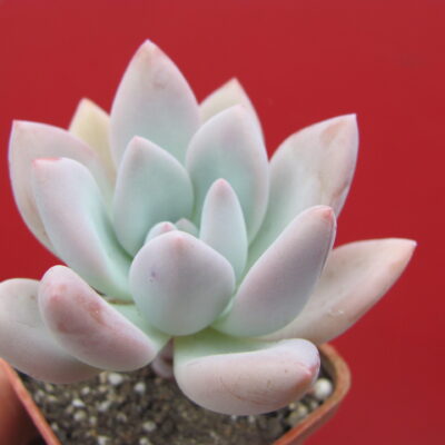 Pachyveria Opalina
