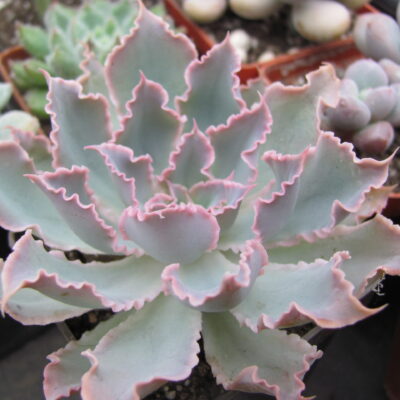 Echeveria Neon Breakers