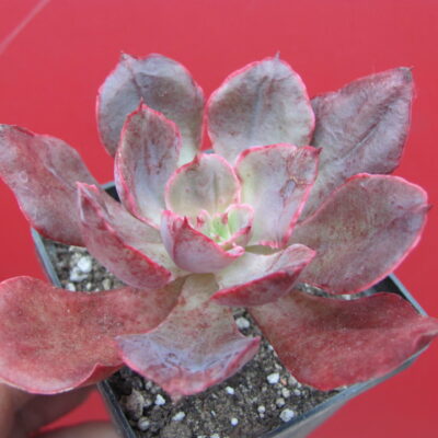 Echeveria  Red Prince