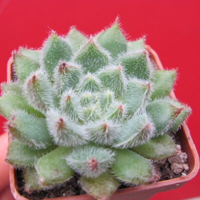 Echeveria *Comet*