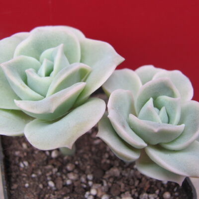 Echeveria Lovely Rose