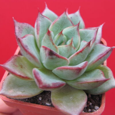 Echeveria  moranii hybr.
