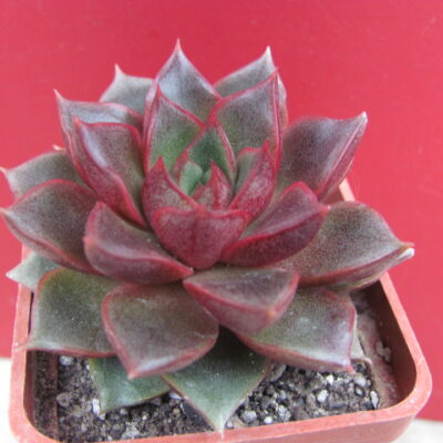 Echeveria purpusorum  Red