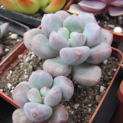 Pachyphytum oviferum hybr.  #100