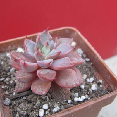Graptopetalum rusbii  hybr.