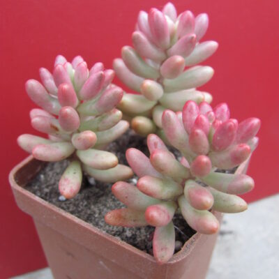 Sedum Aurora
