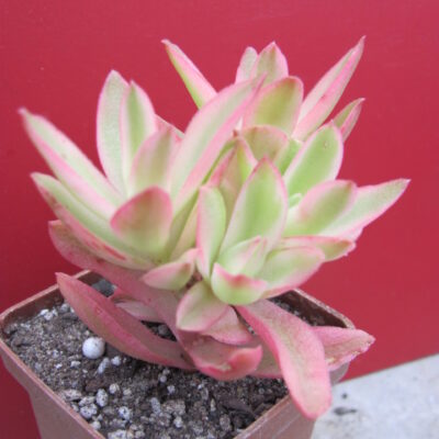 Crassula Campfire variegata