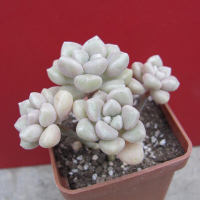 Sedum Mendosae