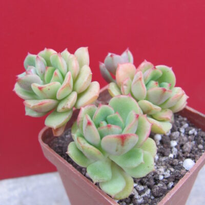 Sedeveria Pudgy
