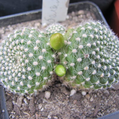 Rebutia krainziana albiflora