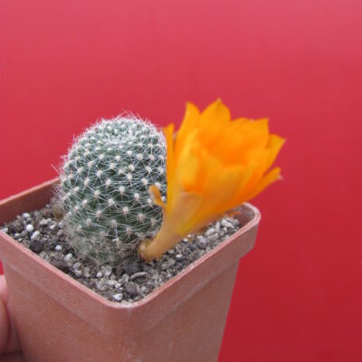 Rebutia krainziana aureiflora
