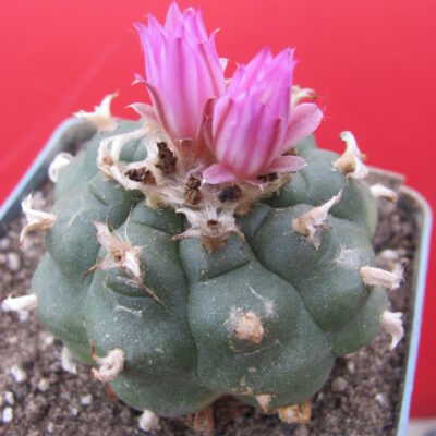 Lophophora  jordaniana