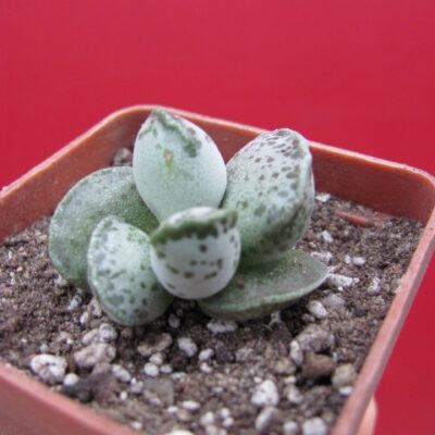 Adromischus Silver Tubes