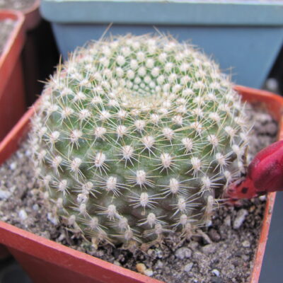 Rebutia  krainziana