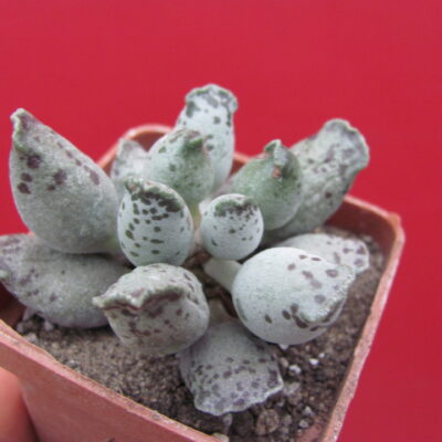 Adromischus Silver Tubes