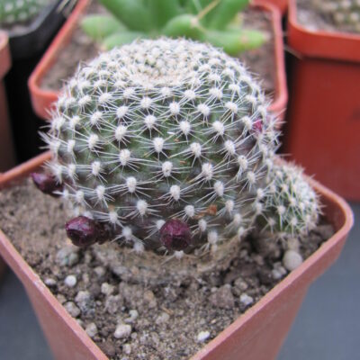 Rebutia krainziana
