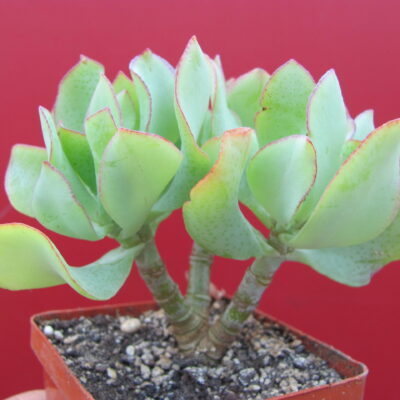 Crassula Blue Bird
