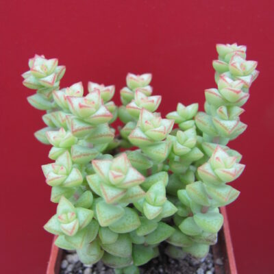 Crassula rupestris