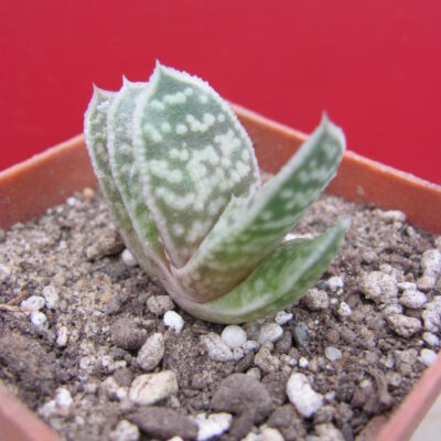 Gasteraloe