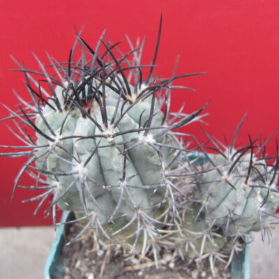 Neochilenia paucicostata