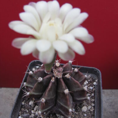 Gymnocalycium  mihanovichii nigra