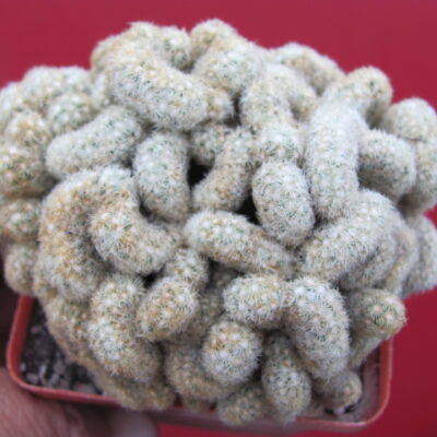 Mammillaria elongata cristata