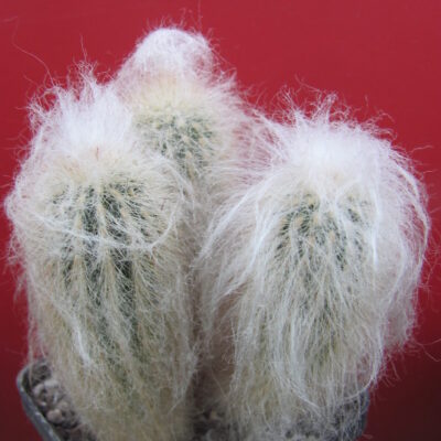 Espostoa ritteri
