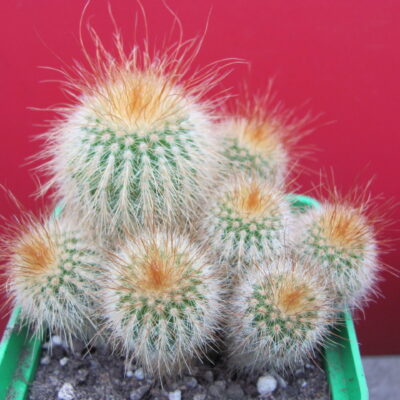 Eriocactus leninghausii