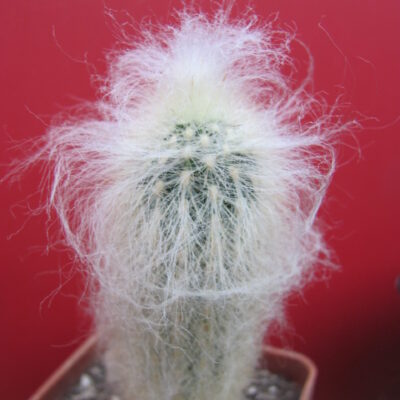 Espostoa ritteri
