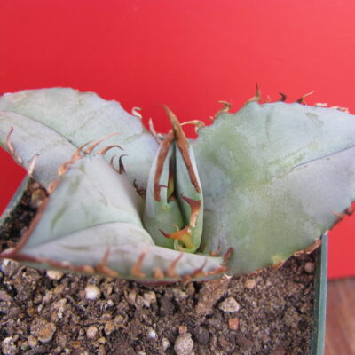 Agava titanota  Blue