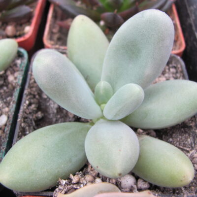 Pachyphytum *Capitan Jessop*