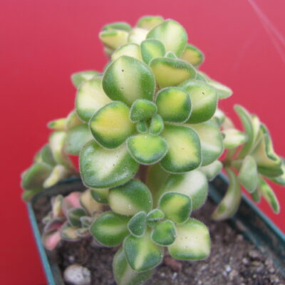 Agava lindleyi variegata
