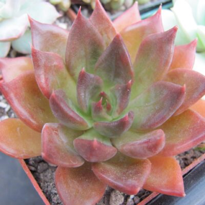 Echeveria Alfred Draf