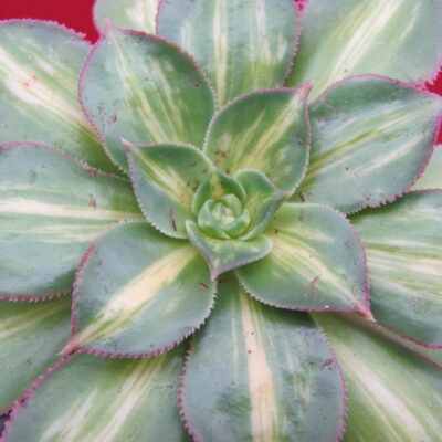Aeonium Moonburst variegata