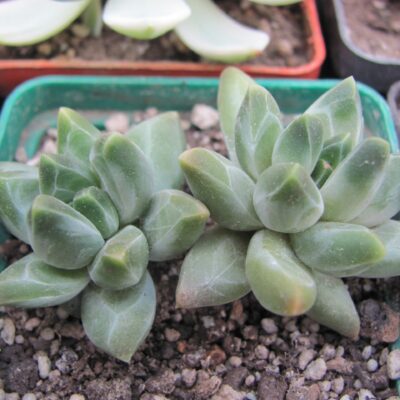 Pachyphytum compactum *Purple Diamond*